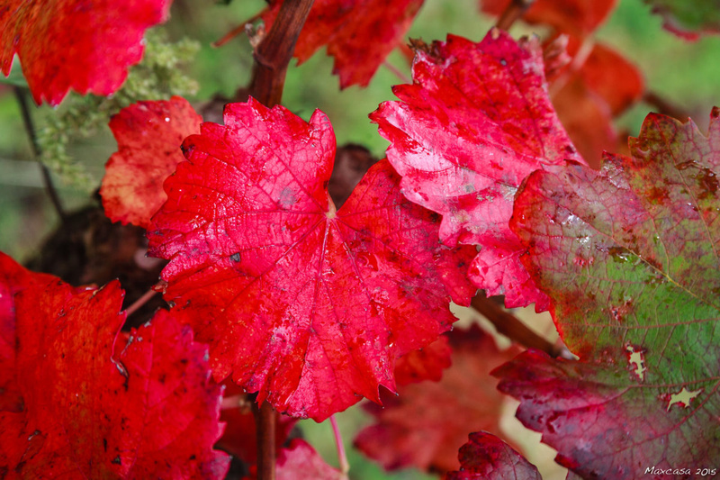 🍇 La Vigne Rouge : Ses Utilisations et Ses Bienfaits pour la Santé 🌿