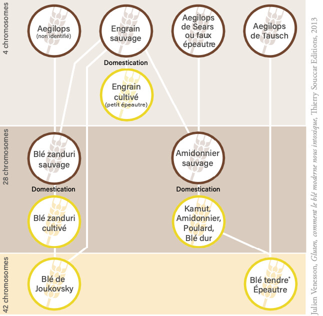 Dossier : Ce Gluten Qui veut votre Peau - A consulter d'urgence !