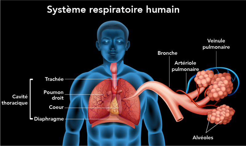 Comment soutenir naturellement son système respiratoire avec la Naturopathie