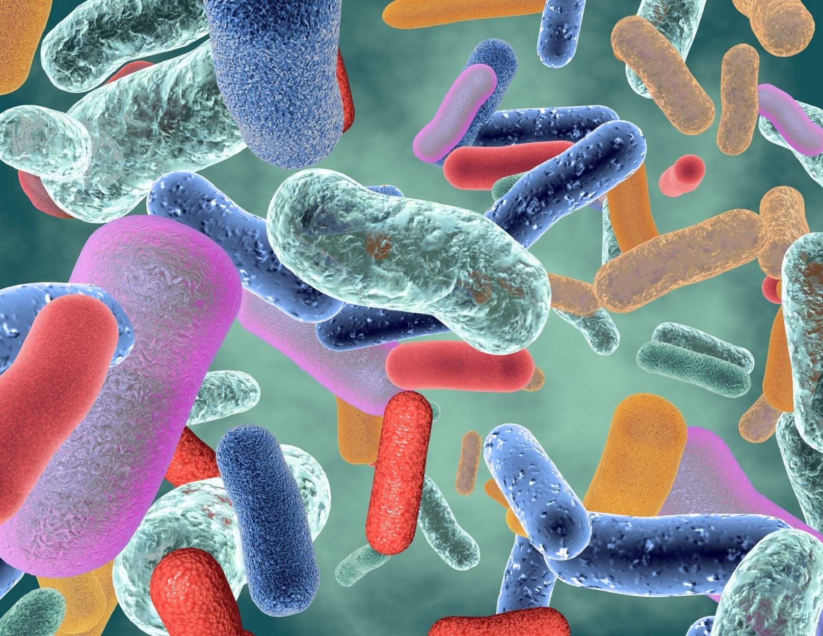 Querelles intestines -  Le Microbiote intestinal - Explications