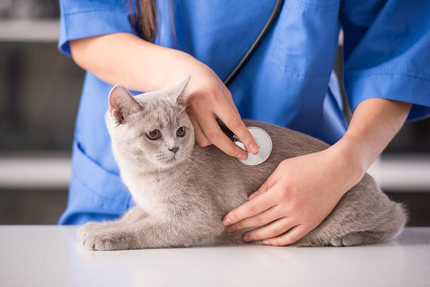 🐾 Les Maladies Courantes des Animaux : Chats, Chiens et Rongeurs 🐶🐱🐹