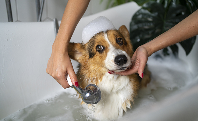 🛁 L'Art de l'Hygiène et du Toilettage des Animaux : Chats, Chiens et Rongeurs 🐾