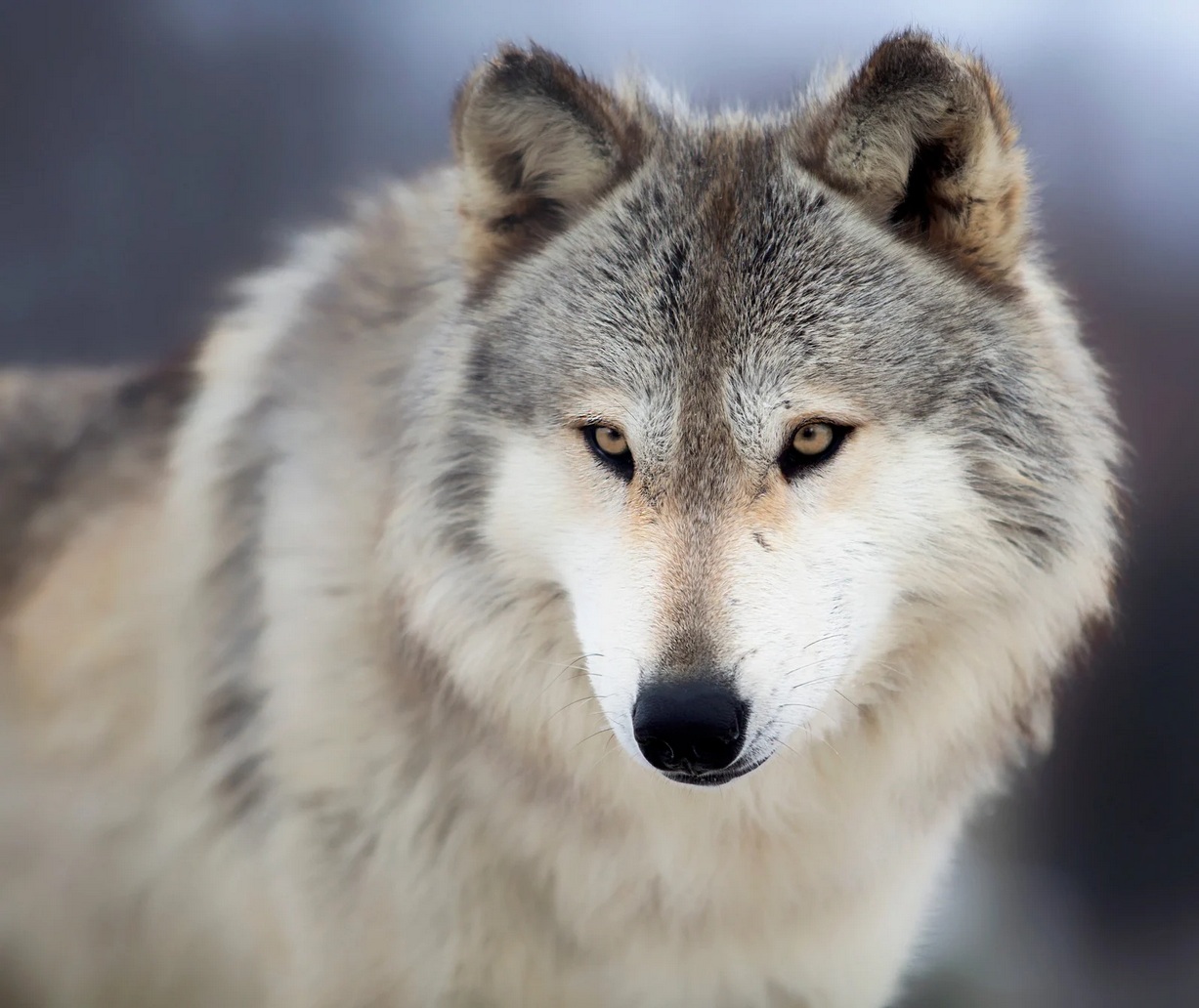 🐺  Quand les loups sauvent le climat : le pari fou de l’Écosse