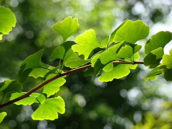 La chlorophylle neutralise les mauvaises odeurs corporelles