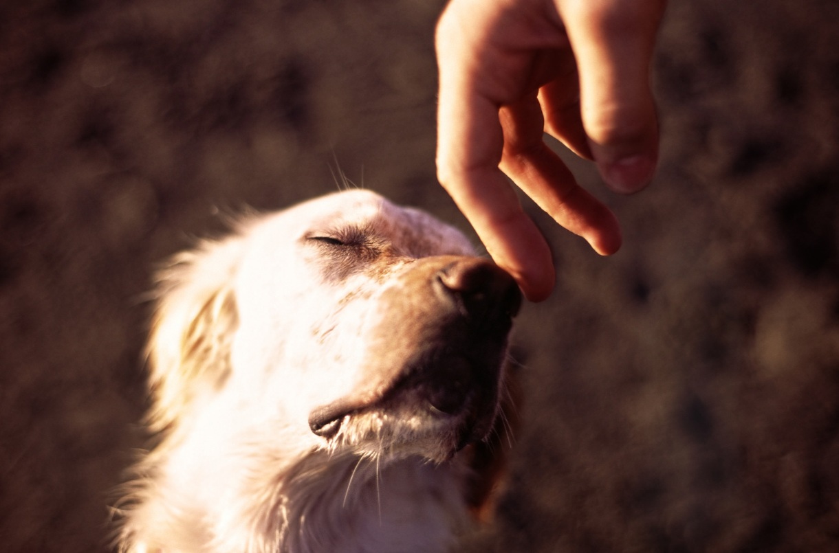 🐶  L'amour canin décrypté : découvrez ce que vous dit votre compagnon à quatre pattes.