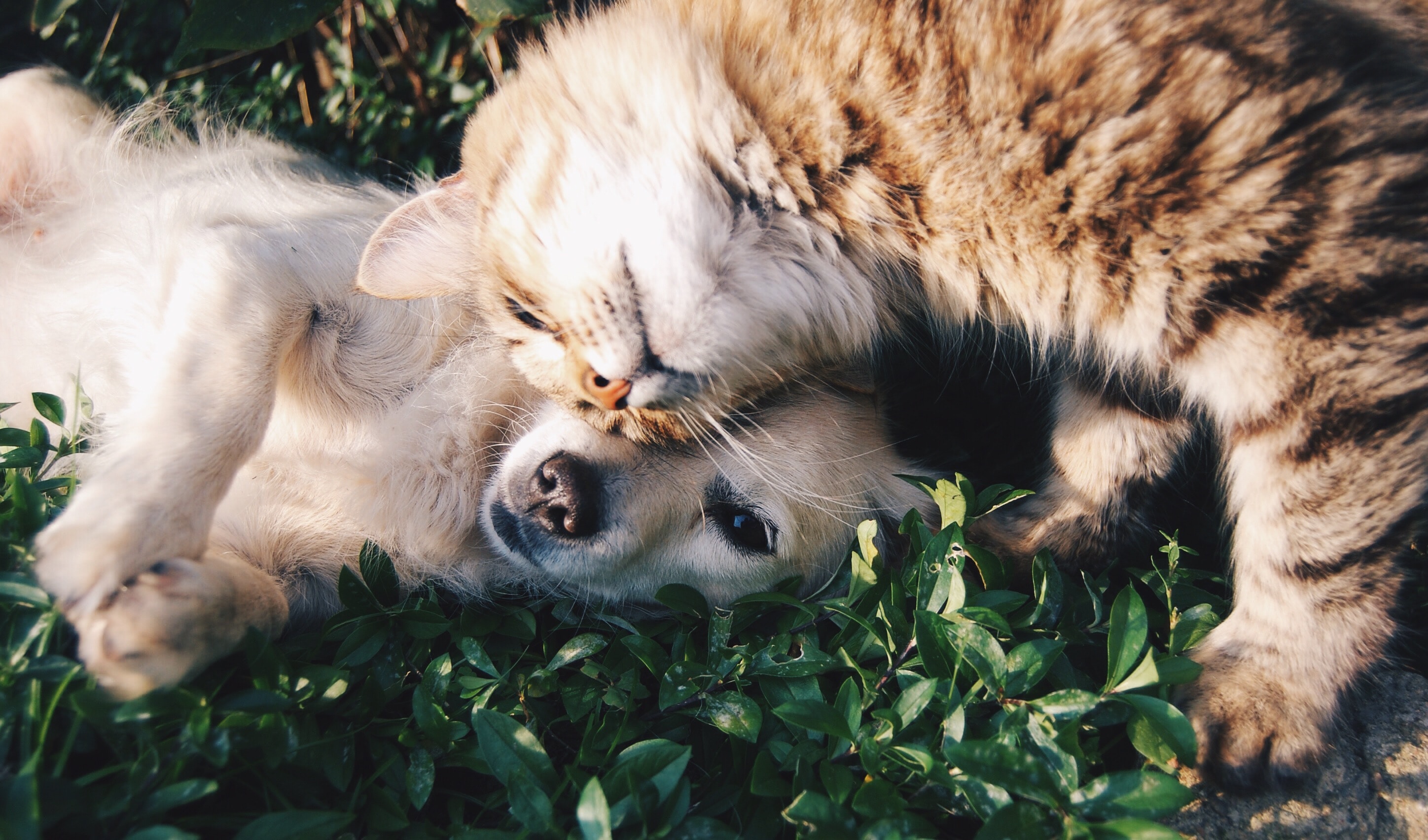 Une Nouvelle Loi pour le Bien-Être Animal en France