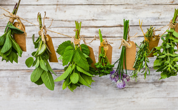 Naturopathie médecine naturelle : Les bienfaits des plantes : exemples de pathologies traitées, utilisations et posologies