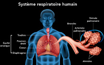 Comment soutenir naturellement son système respiratoire avec la Naturopathie