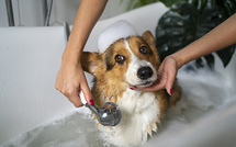 🛁 L'Art de l'Hygiène et du Toilettage des Animaux : Chats, Chiens et Rongeurs 🐾