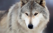 🐺  Quand les loups sauvent le climat : le pari fou de l’Écosse